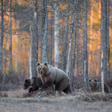 Brown Bear Family
