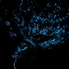 The Glowing Tree