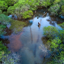 Ru Cha mangroves