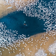 Raising ducks