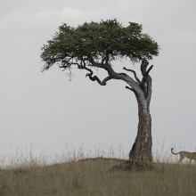Lonely Tree