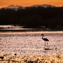Black pink flamingo between Camargue & Mountains