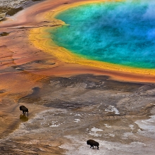Bisons on Grand Prismatic Spring (USA)