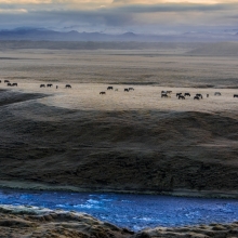 Stallions of the cimarron