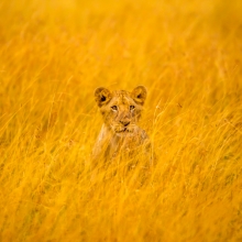 Hide and Seek