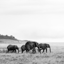 Family Stroll