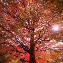 Vigorous tree