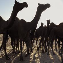 The Pushkar Camel Fair