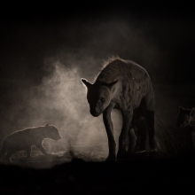 wildlife in the dark