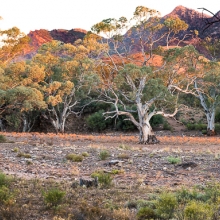 Gum trees of the Flinders Ranges
