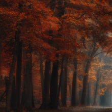 The runner