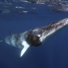 Our oceans, our life