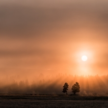 A couple tree