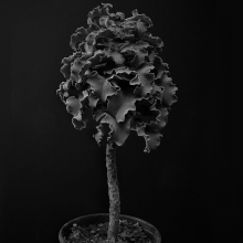 Plant portraits