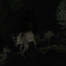 Red deers at night