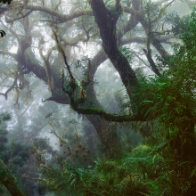 Reunion Island Forest