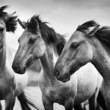 Three wild horses