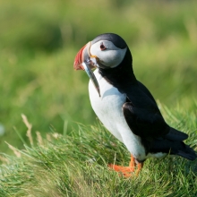 Atlantic Puffin in Iceland 