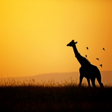 Silhouettes