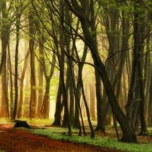 Four Seasons