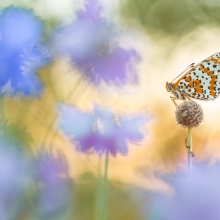 Flower power butterflies