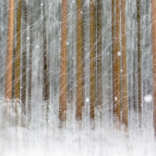Winter Times