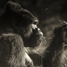 Hominids