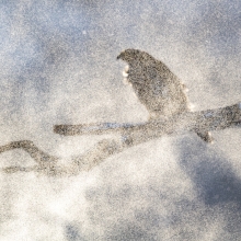 Goshawk i Winter storm