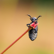  My macroworld