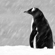 Loneliness