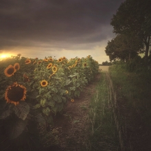A Little Bit of Sunshine