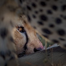 Cheetah 