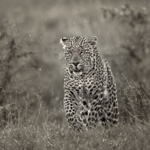 Male Leopard