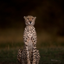 Female Cheetah