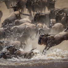 Crossing the Mara river