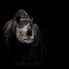 Black Rhino
