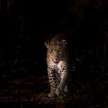 Female Leopard