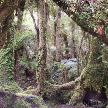 New Zealand Rain Forest